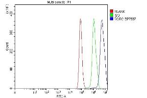 Flow Cytometry analysis of Hela cells using anti-ROR gamma/RORC antibody (ABIN7601098).