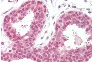 Anti-EIF4EBP1 / 4EBP1 antibody IHC staining of human breast.