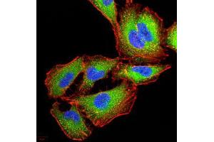 Immunofluorescence analysis of A549 cells using IRAK3 mouse mAb (green). (IRAK3 anticorps  (AA 454-596))