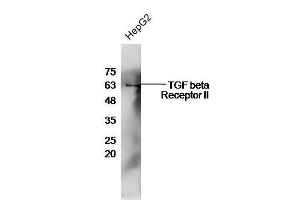 HepG2 cell lysates probed with Rabbit Anti-TGF beta R2 Polyclonal Antibody, Unconjugated  at 1:500 for 90 min at 37˚C. (TGFBR2 anticorps  (AA 241-330))