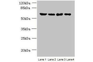 Western blot All lanes: POLR3C antibody at 2 μg/mL Lane 1: 293T whole cell lysate Lane 2: Hela whole cell lysate Lane 3: Mouse brain tissue Lane 4: THP-1 whole cell lysate Secondary Goat polyclonal to rabbit IgG at 1/10000 dilution Predicted band size: 61 kDa Observed band size: 61 kDa (POLR3C anticorps  (AA 1-534))