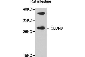 Western blot analysis of extract of various cells, using CLDN8 antibody. (CLDN8 anticorps)