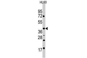 Western blot analysis of POU5F1 polyclonal antibody  in HL-60 cell line lysates (35 ug/lane). (OCT4 anticorps  (Glu125))
