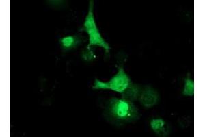 Immunofluorescence (IF) image for anti-Leucine Carboxyl Methyltransferase 1 (LCMT1) antibody (ABIN1499107) (LCMT1 anticorps)