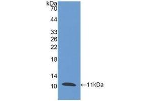 Detection of Recombinant PI3, Human using Polyclonal Antibody to Peptidase Inhibitor 3, Skin Derived (PI3) (PI3 anticorps  (AA 41-117))