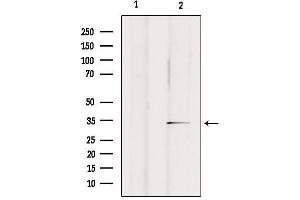 Western blot analysis of extracts from rat brain, using OR2A25 Antibody. (OR2A25 anticorps)