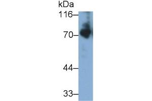 Detection of KNG1 in Mouse Serum using Polyclonal Antibody to Kininogen 1 (KNG1) (KNG1 anticorps  (AA 22-379))