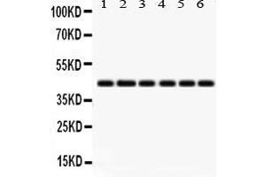 Anti- IDO1 Picoband antibody, Western blottingAll lanes: Anti IDO1  at 0.