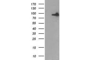 Western Blotting (WB) image for anti-Gephyrin (GPHN) antibody (ABIN1498428) (Gephyrin anticorps)