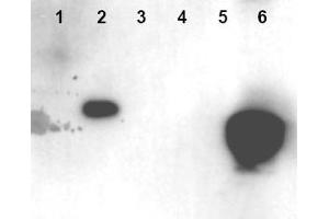 Image no. 1 for anti-High Mobility Group Nucleosome Binding Domain 1 (HMGN1) (AA 19-28), (pSer20), (pSer24) antibody (ABIN401321) (HMGN1 anticorps  (pSer20, pSer24))