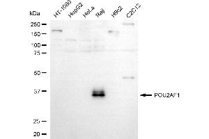 Western blotting analysis using POU2AF1 antibody (ABIN7799887).