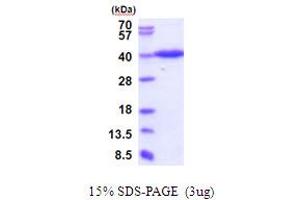 SDS-PAGE (SDS) image for ERGIC and Golgi 3 (ERGIC3) (AA 47-341) protein (His tag) (ABIN5854032) (ERGIC3 Protein (AA 47-341) (His tag))