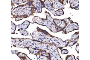 IHC analysis of COX6B1 using anti-COX6B1 antibody (ABIN7603206). (COX6B1 anticorps  (N-Term))