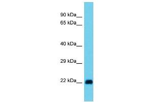 Host: Rabbit  Target Name: Rala  Sample Tissue: Rat Stomach lysates  Antibody Dilution: 1. (rala anticorps  (N-Term))