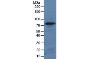 Rabbit Capture antibody from the kit in WB with Positive Control: Human hela cell lysate.