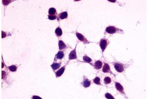 Image no. 2 for anti-G Protein-Coupled Receptor 27 (GPR27) (C-Term) antibody (ABIN1048787)