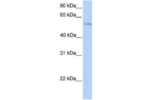 Western Blotting (WB) image for anti-Phospholipase D family member 3 (PLD3) antibody (ABIN2458891) (PLD3 anticorps)