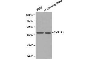 Western Blotting (WB) image for anti-Cytochrome P450, Family 1, Subfamily A, Polypeptide 1 (CYP1A1) antibody (ABIN1872160) (CYP1A1 anticorps)