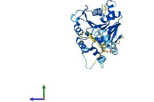 AlphaFold protein structure predicition of Human Recombinant C1GALT1C1 Protein, UniprotID Q96EU7