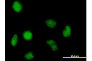 Immunofluorescence of purified MaxPab antibody to FAM50A on HeLa cell.