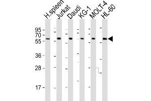 All lanes : Anti-IL2RG Antibody (N-term) at 1:2000 dilution Lane 1: human spleen lysates Lane 2: Jurkat whole cell lysates Lane 3: Daudi whole cell lysates Lane 4: KG-1 whole cell lysates Lane 5: MOLT-4 whole cell lysates Lane 6: HL-60 whole cell lysates Lysates/proteins at 20 μg per lane.