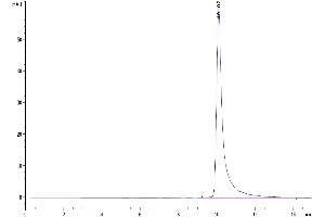 The purity of Human MARCO is greater than 95 % as determined by SEC-HPLC.