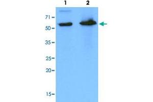 Western Blot analysis of Lane 1: HeLa and Lane 2: 293T cell lysates with PDZK1 monoclonal antibody, clone AT1A2 . (PDZK1 anticorps  (AA 1-519))