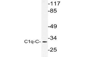 Western blot (WB) analysis of C1q-C antibody in extracts from rat lung cells. (C1QC anticorps)