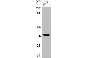Western Blot analysis of HepG2 cells using Phospho-C/EBP β (T235) Polyclonal Antibody (CEBPB anticorps  (pThr235))