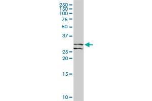 RCHY1 MaxPab rabbit polyclonal antibody.
