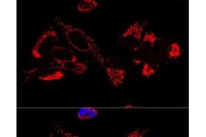anti-Ubiquinol-Cytochrome C Reductase, Complex III Subunit X (UQCR10) antibody