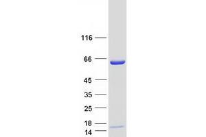 Validation with Western Blot (Lamin B2 Protein (LMNB2) (Myc-DYKDDDDK Tag))