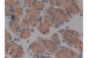 Detection of CD40 in Human Stomach Tissue using Polyclonal Antibody to Tumor Necrosis Factor Receptor Superfamily, Member 5 (CD40)