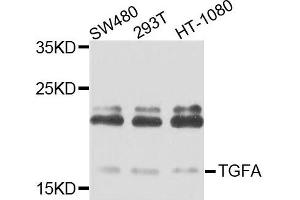 Western blot analysis of extracts of various cells, using TGFA antibody. (Pro-TGF-alpha anticorps)
