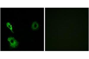 Immunofluorescence analysis of A549 cells, using GRM7 Antibody. (GRM7 anticorps  (AA 351-400))