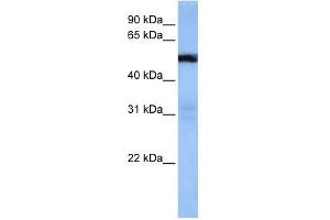 TRAF3IP3 antibody used at 1 ug/ml to detect target protein.