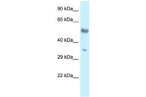 Western Blot showing Mkx antibody used at a concentration of 1. (MKX anticorps  (C-Term))
