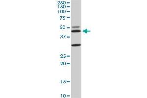MAPK3 monoclonal antibody (M05), clone 3D6. (ERK1 anticorps  (AA 279-379))