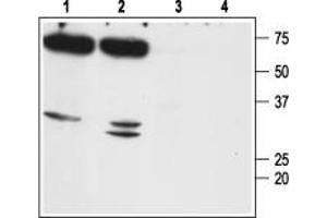 Western blot analysis of mouse (lanes 1 and 3) and rat (lanes 2 and 4) kidney membranes: - 1,2. (Aquaporin 7 anticorps  (Intracellular, N-Term))
