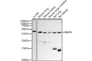 Western blot analysis of extracts of various cell lines, using BMP4 antibody (ABIN3022143, ABIN3022144, ABIN3022145 and ABIN6218628) at 1:1000 dilution.