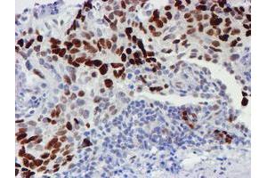 Image no. 3 for anti-WW Domain Containing Transcription Regulator 1 (WWTR1) antibody (ABIN1501763) (WWTR1 anticorps)