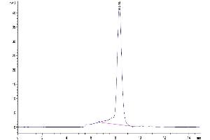 The purity of Human 2B4/SLAMF4 is greater than 95 % as determined by SEC-HPLC.