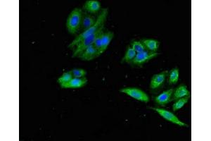 Immunofluorescent analysis of HepG2 cells using ABIN7164485 at dilution of 1:100 and Alexa Fluor 488-congugated AffiniPure Goat Anti-Rabbit IgG(H+L)