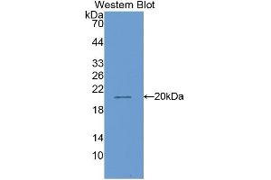 Western Blotting (WB) image for anti-Matrix Metallopeptidase 13 (Collagenase 3) (MMP13) (AA 287-449) antibody (ABIN1859848)