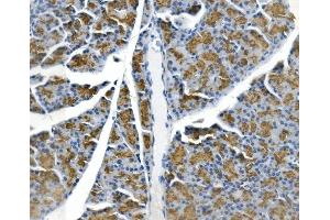 IHC analysis of Gp2 using anti-Gp2 antibody (ABIN7601427). (GP2 anticorps  (AA 35-497))