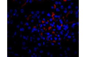 Image no. 1 for anti-Vascular Endothelial Growth Factor A (VEGFA) antibody (ABIN465273)