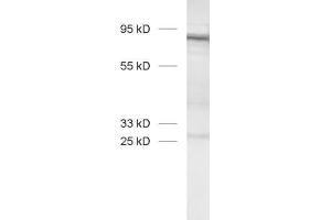 dilution: 1 : 1000, sample: stable GARP transfected Jurkat cells