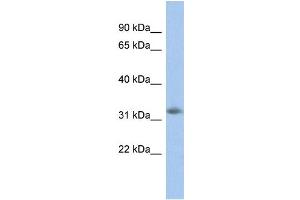 WB Suggested Anti-NGRN Antibody Titration: 0.