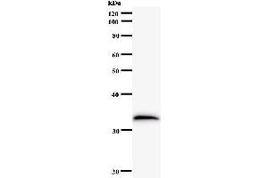 Western Blotting (WB) image for anti-MOB Kinase Activator 2 (MOB2) antibody (ABIN931152) (MOB2 anticorps)