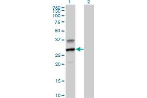 Western Blot analysis of GZMH expression in transfected 293T cell line by GZMH MaxPab polyclonal antibody. (GZMH anticorps  (AA 1-246))